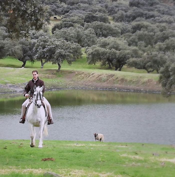 Un jinete en un caballo blanco junto a la charca, con las encinas detrás y un perro en la orilla