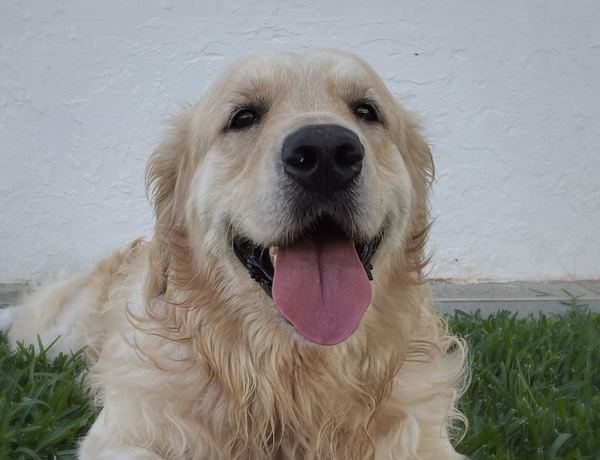 Un golden retriever sonriente tumbado en la hierba, junto a una pared blanca